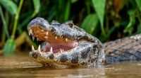 Die Leichen eines Ehepaares wurden angeblich an Krokodile verfüttert.
