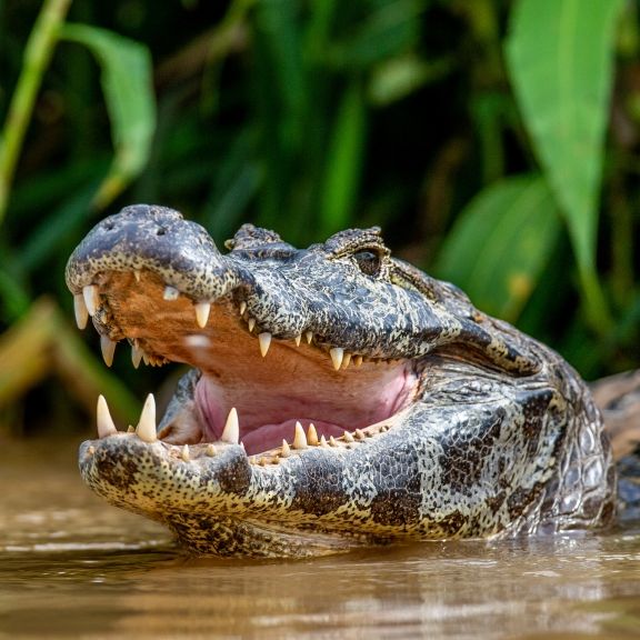 Ehepaar nach TV-Show entführt und an Krokodile verfüttert