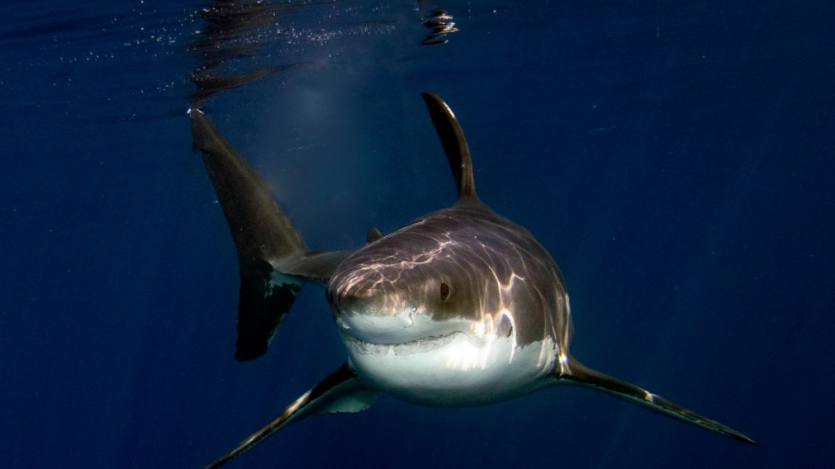 Der Hai riss dem Speerfischer fast den Arm ab. (Foto)