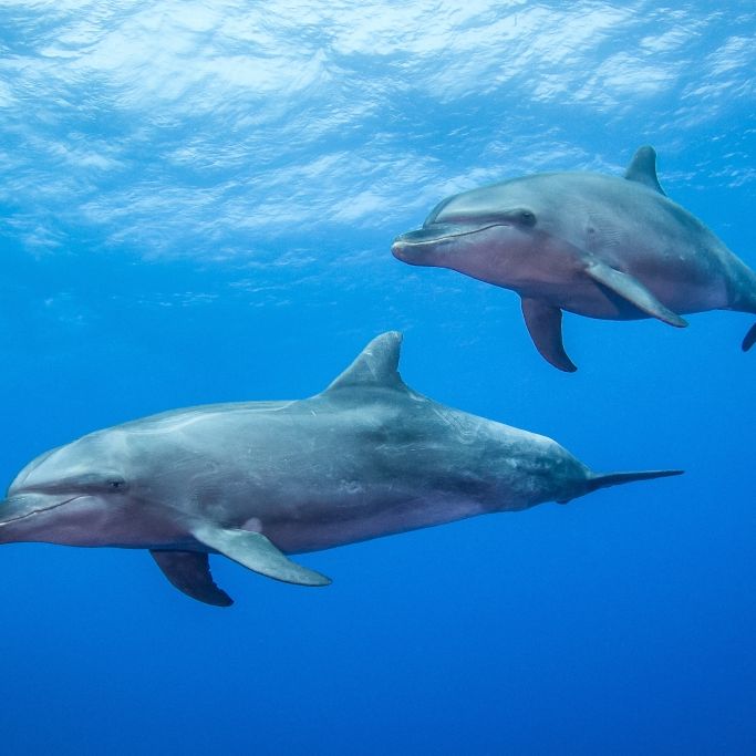 Sie sollten Krim-Brücke schützen! Putins Killer-Delfine versagen im Ukraine-Krieg