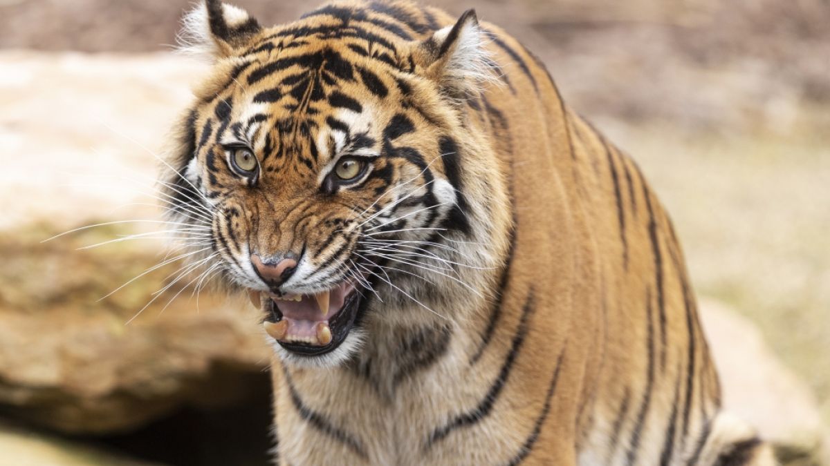 In Indien hat ein Tiger mindestens neun Menschenleben ausgelöscht - nun wurde der Raubkatze das Handwerk gelegt (Symbolfoto). (Foto)