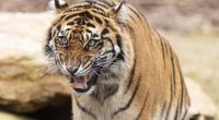 In Indien hat ein Tiger mindestens neun Menschenleben ausgelöscht - nun wurde der Raubkatze das Handwerk gelegt (Symbolfoto).