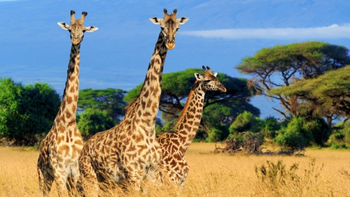 Eine Giraffe hat ein Baby trampelte ein Baby tot. (Foto)