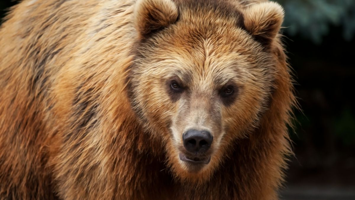 Ein Bär hat einem Mädchen in einem Zoo den Arm abgerissen. (Foto)