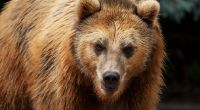 Ein Bär hat einem Mädchen in einem Zoo den Arm abgerissen.