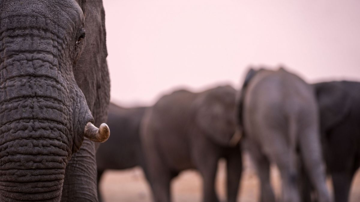 In einem indischen Dorf trampelte eine Elefantenherde einen Bauern zu Tode. (Symbolfoto) (Foto)