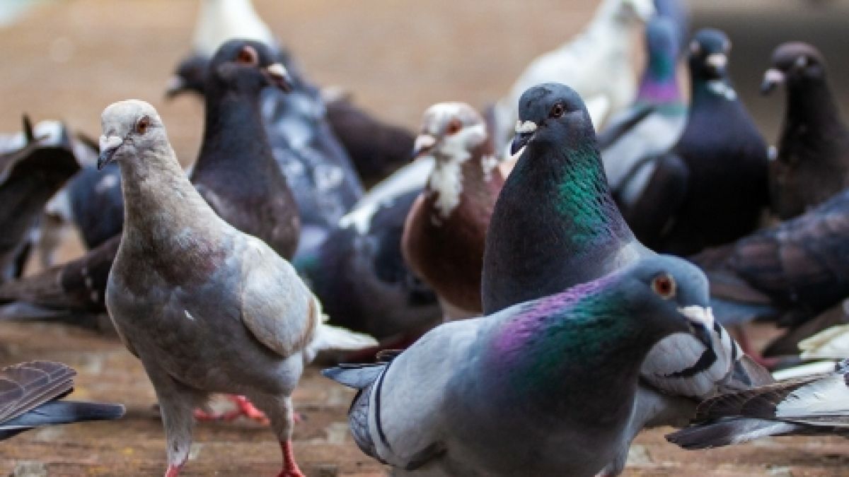 In Großbritannien breitet sich offenbar eine tödliche Viruserkrankung aus, die Tauben in Zombies verwandelt. (Foto)