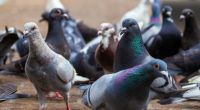 In Großbritannien breitet sich offenbar eine tödliche Viruserkrankung aus, die Tauben in Zombies verwandelt.
