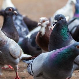 Tauben in Zombies verwandelt! Britische Behörden warnen vor Killer-Virus