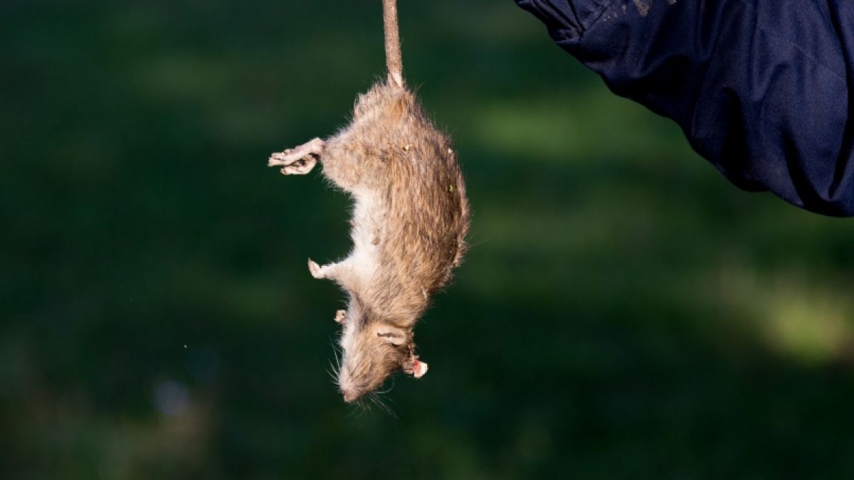 Ein 82-Jähriger kämpft gegen eine wahre Ratten-Invasion. (Foto)