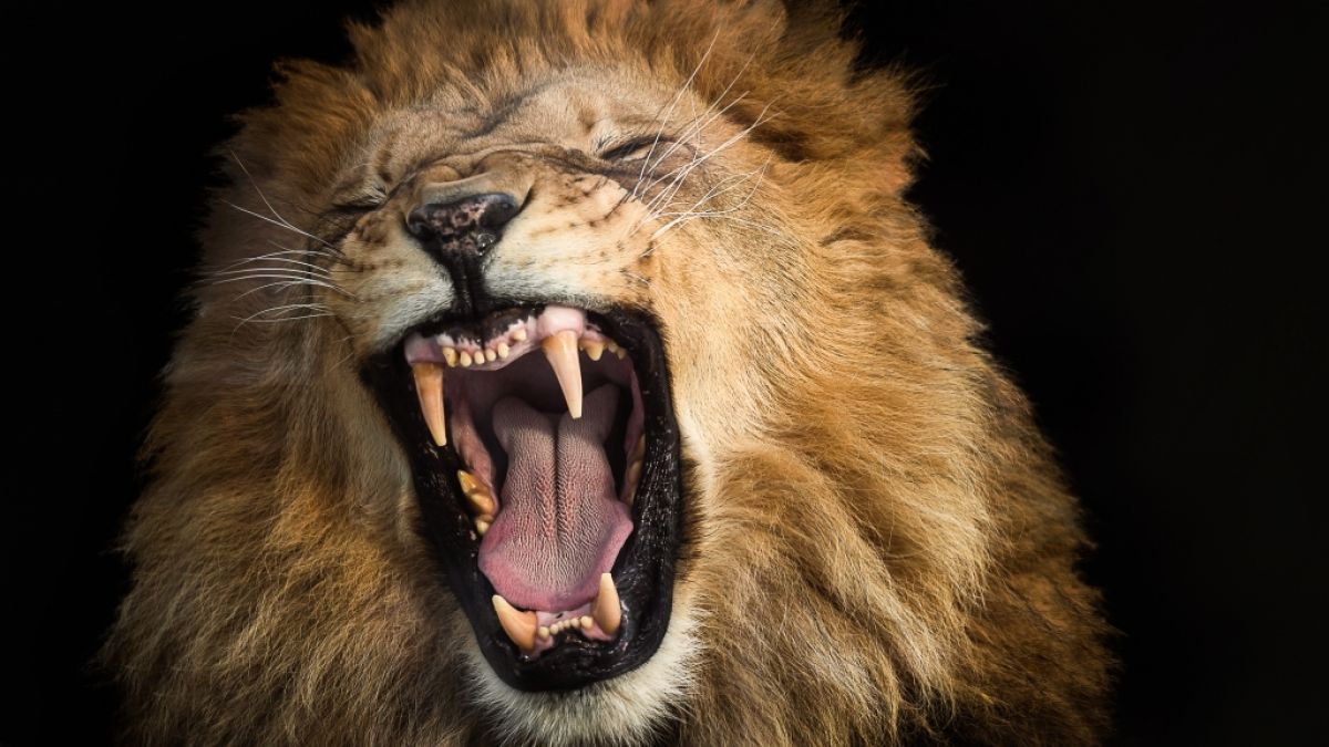 Fünf Löwen sind in Sydney aus ihrem Zoo-Gehege ausgebrochen. (Foto)