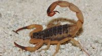 In Brasilien wurde ein Junge von einem giftigen gelben Skorpion getötet.