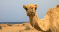Kamele können MERS-CoV auf den Menschen übertragen. (Symbolfoto)