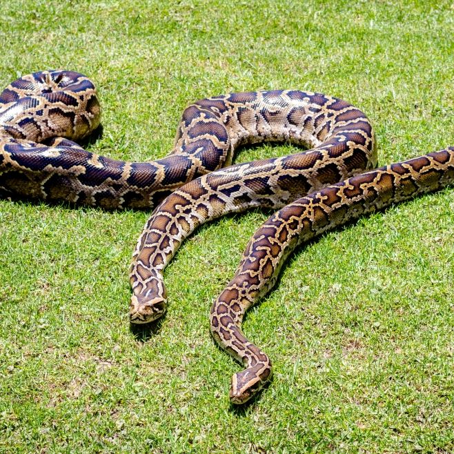 Schaurige Schlangen-Obduktion! Alligator aus Monster-Python geschnitten