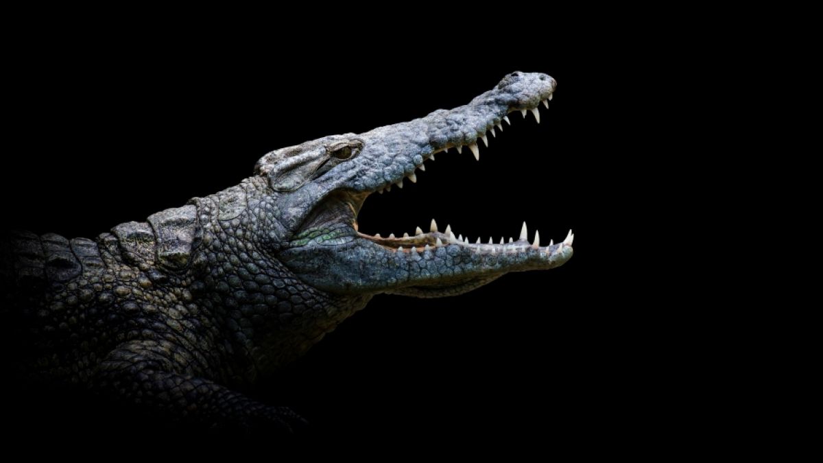 Ein Krokodil hat in Costa Rica einen Jungen (8) getötet. (Symbolfoto) (Foto)