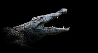 Ein Krokodil hat in Costa Rica einen Jungen (8) getötet. (Symbolfoto)