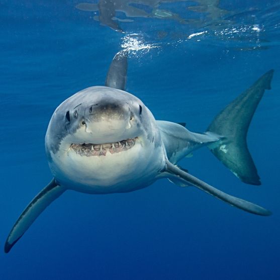 Monster-Hai zerfleischt Mädchen (10) beim Schwimmen