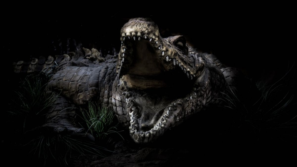 Ein Krokodil hat ein Baby in Borneo verschlungen. (Foto)