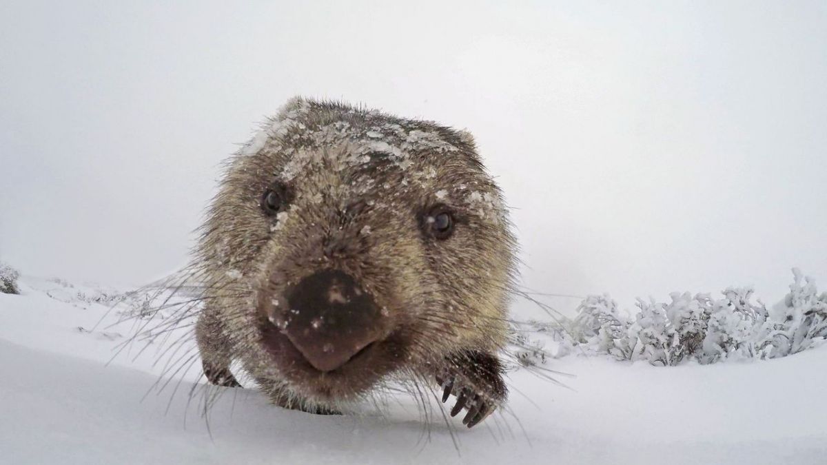 Abenteuer Winter - Tiere im Schnee bei ZDF (Foto)