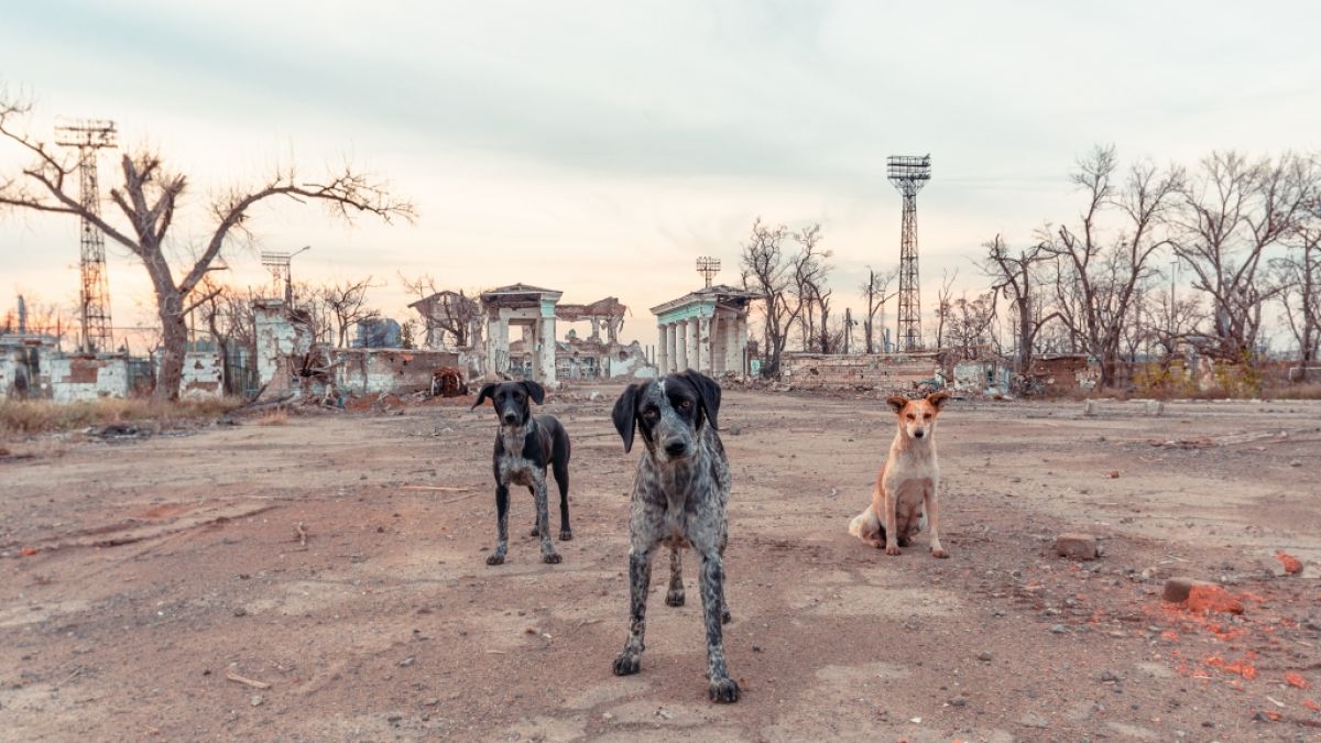 In Russland kursiert der Plan, streunende Hunde in der Ukraine als Selbstmordattentäter einzusetzen. (Foto)