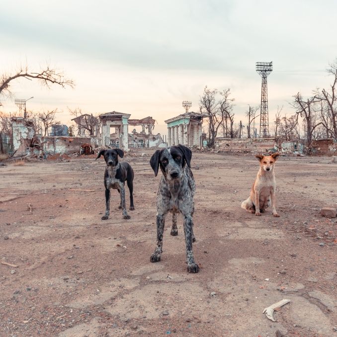 Straßenhunde als Selbstmordattentäter! Sie sollen Ukraine-Panzer auslöschen