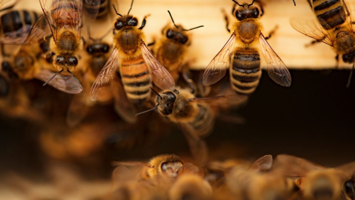 Der leichtsinnige Kontakt mit einem aggressiven Bienenschwarm kostete einen Mann in Südafrika das Leben (Symbolfoto). (Foto)
