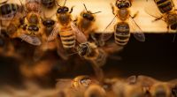 Der leichtsinnige Kontakt mit einem aggressiven Bienenschwarm kostete einen Mann in Südafrika das Leben (Symbolfoto).