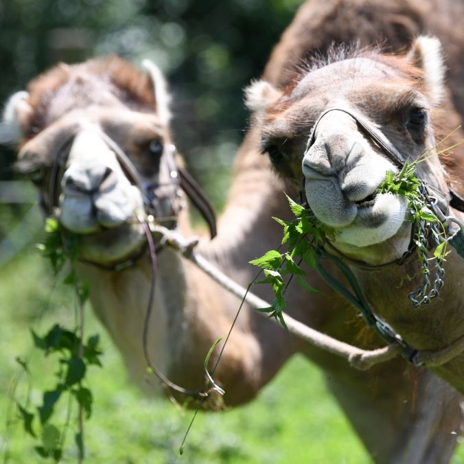 Tödlicher als Covid-19! Sorgt die Kamel-Grippe für eine MERS-Pandemie?