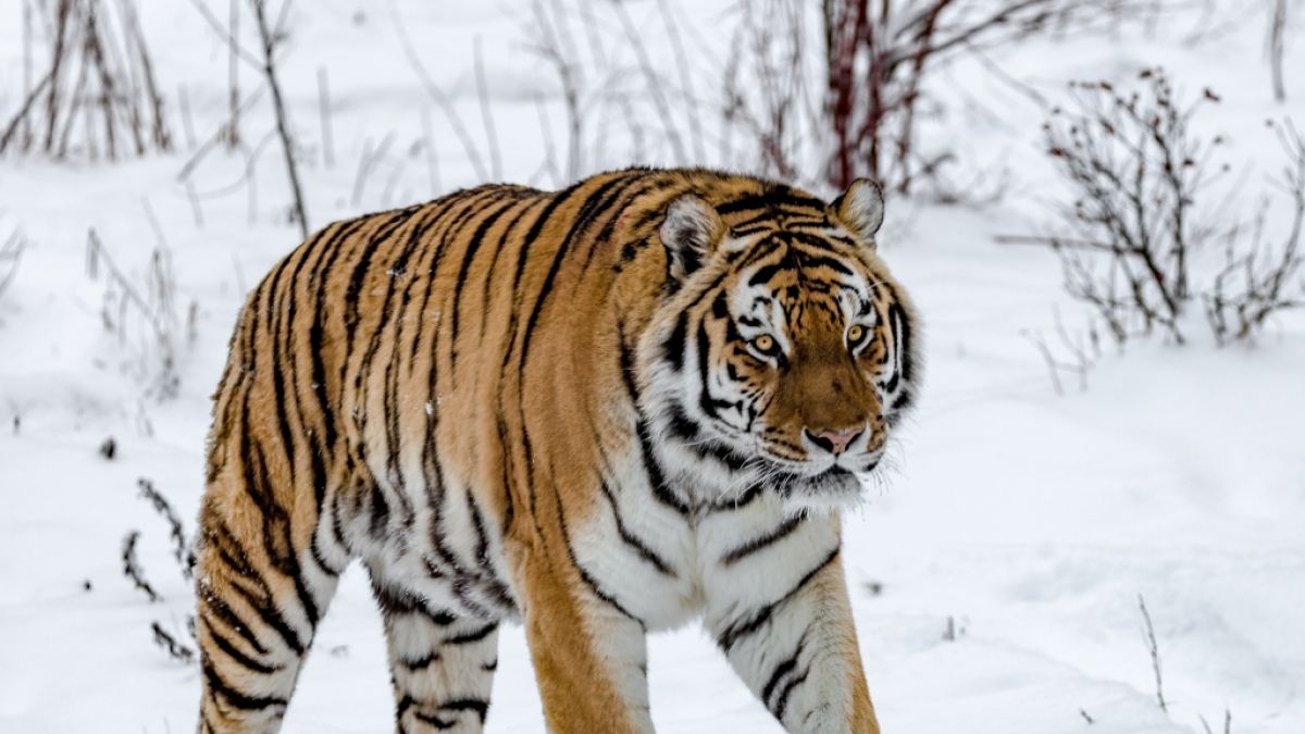 Mehrere Amur-Tiger sollen einen russischen Stützpunkt in Fokino belagern. (Foto)