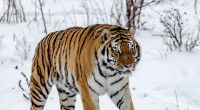 Mehrere Amur-Tiger sollen einen russischen Stützpunkt in Fokino belagern.