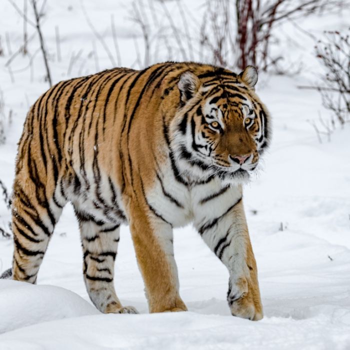 Russen-Stützpunkt belagert! Putin-Soldaten von Tigern angegriffen