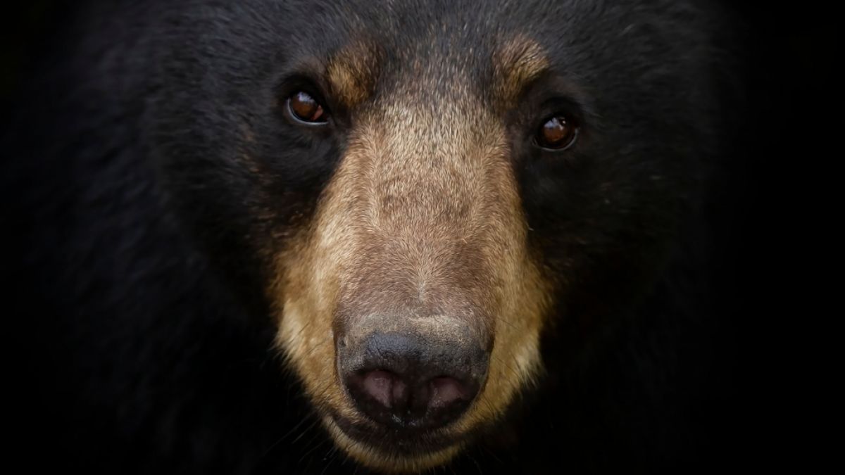 Ein Schwarzbär griff im "Jacksonville Zoo and Gardens" einen Tierpfleger an. (Symbolfoto) (Foto)