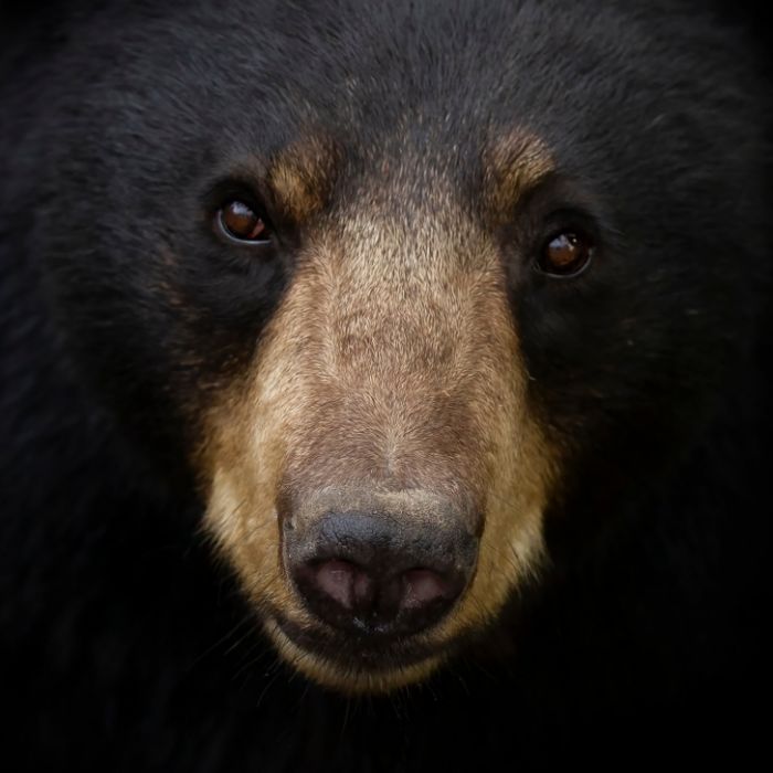 Aus Gehege entkommen! Bär attackiert Tierpfleger und wird erschossen