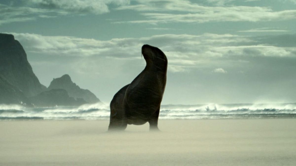 “Wild New Zealand” starting Monday on 3sat: repeat of the nature series online and on TV
