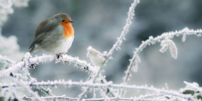 Vögel zählen im Januar 2024