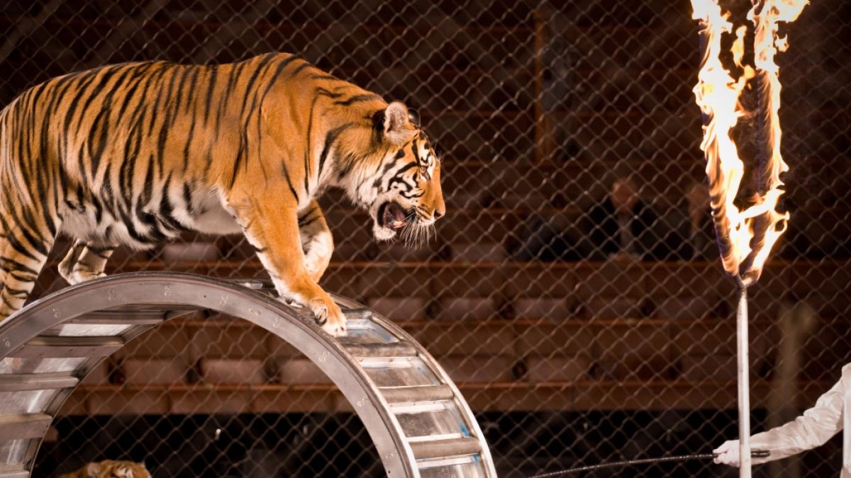 Ein Tiger-Dompteur wurde während einer Zirkus-Vorstellung von einer Großkatze angegriffen und verletzt (Symbolfoto). (Foto)