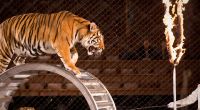 Ein Tiger-Dompteur wurde während einer Zirkus-Vorstellung von einer Großkatze angegriffen und verletzt (Symbolfoto).