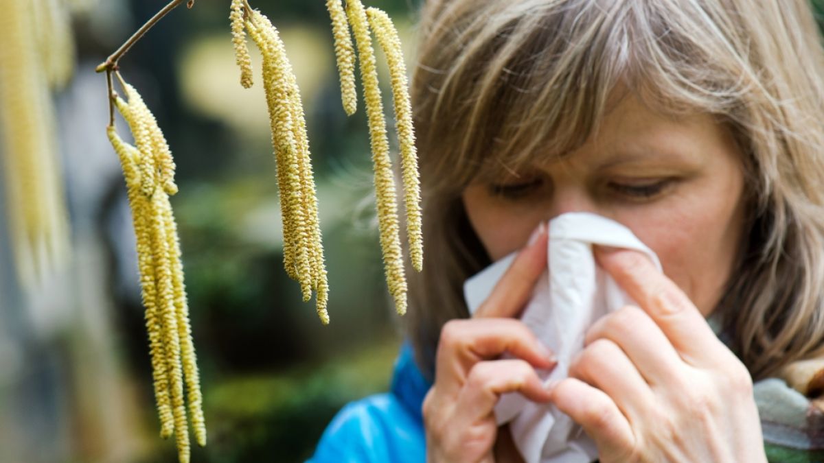 Kurz nach Silvester geht die Pollen-Saison los - schon im Dezember blühten die ersten Haselnusssträuche und trieben Allergiker in den Wahnsinn. (Foto)