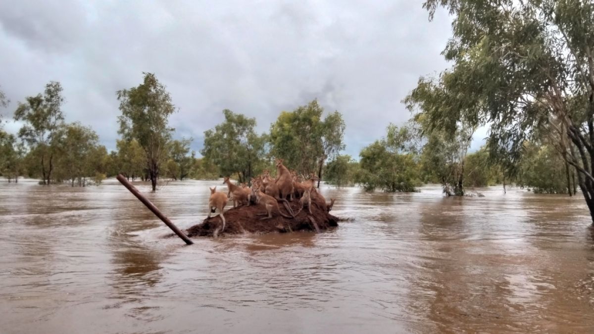 In Australien sorgt Extremwetter für verheerendes Hochwasser. (Foto)