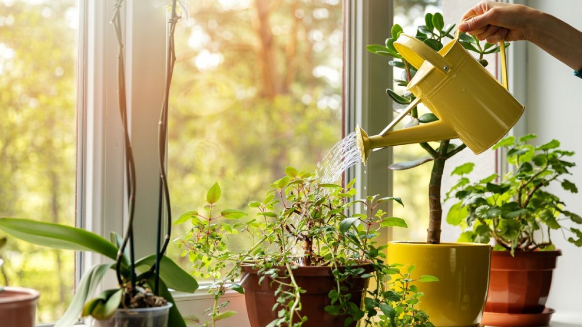 #Tag welcher Zimmerpflanze heute: Angeberwissen für jedes Pflanzen-Liebhaber