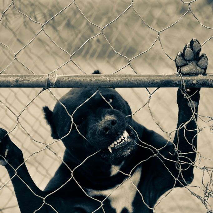 Pitbulls skalpieren Jungen (11) - Hundebesitzer festgenommen