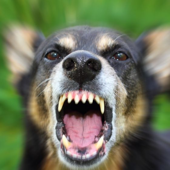 Jede Hilfe kam zu spät! 7 Hunde zerfleischen Frau bei Attacke