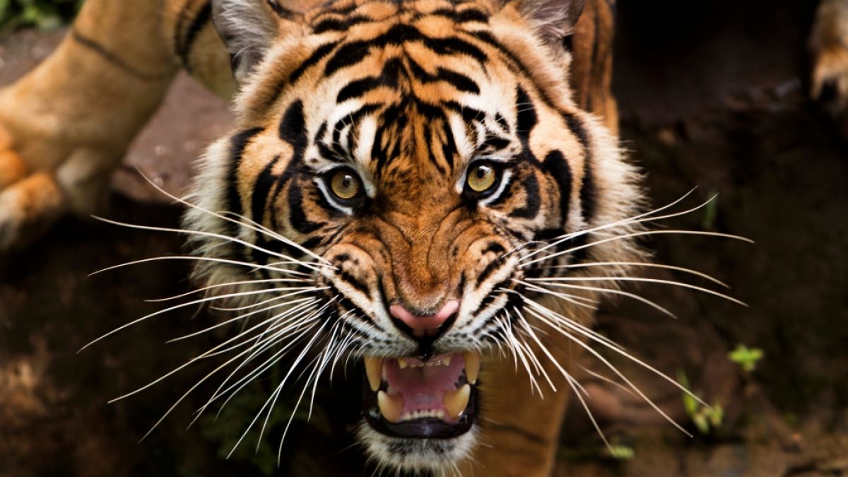 In der Nähe von Johannisburg hat ein entlaufener Tiger einen Mann und mehrere Tiere angegriffen. (Symbolfoto) (Foto)