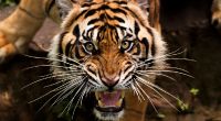 In der Nähe von Johannisburg hat ein entlaufener Tiger einen Mann und mehrere Tiere angegriffen. (Symbolfoto)
