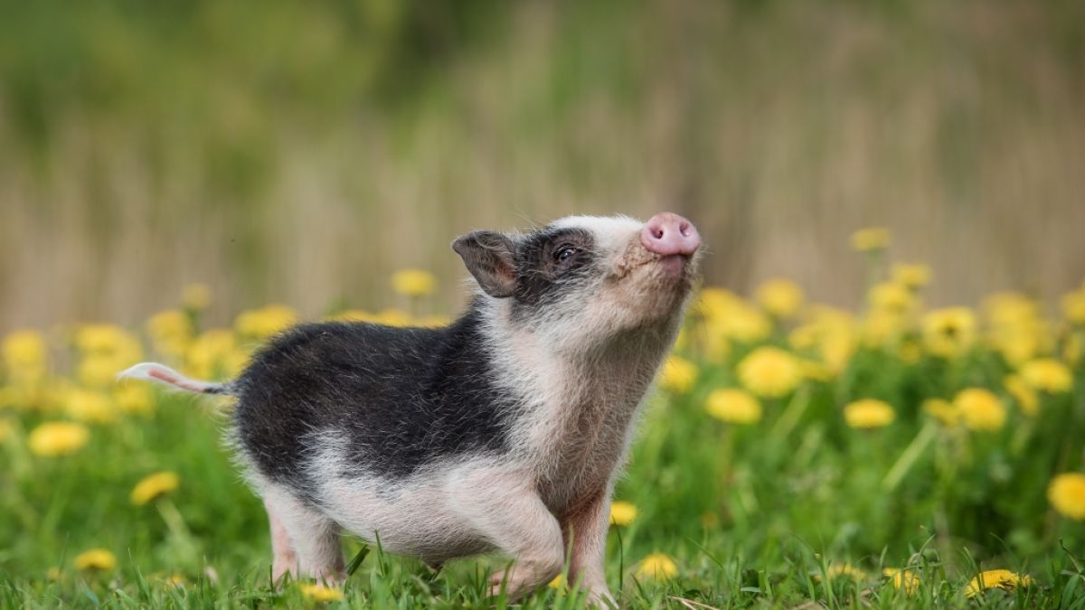 Forscher konnten Erektionsprobleme bei Minischweinen beheben. (Symbolfoto) (Foto)
