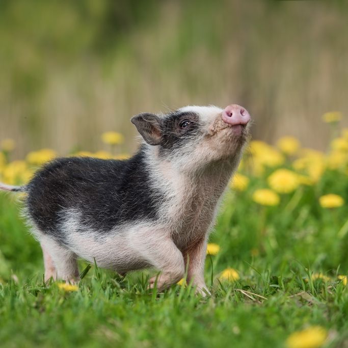 Schluss mit Erektionsproblemen? Forscher reparieren Penisse von Mini-Schweinen