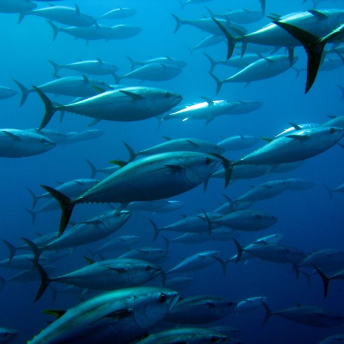 Monster-Thunfisch zerrt Angler von Bord! Netz rätselt über bizarren Vermisstenfall