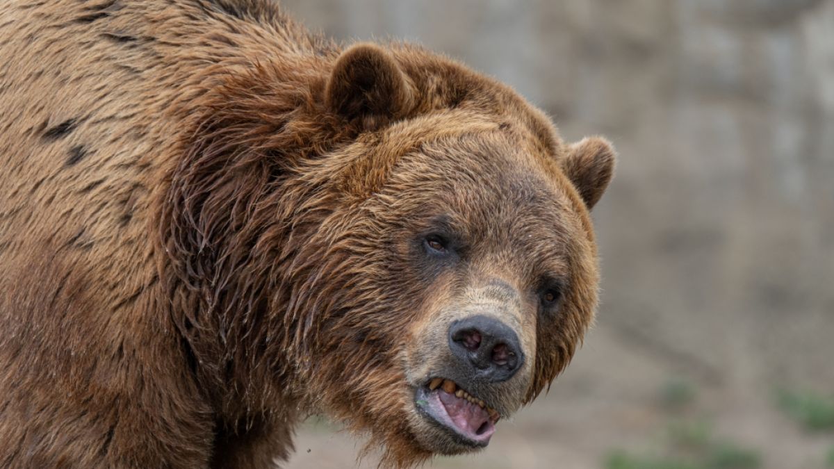 Ein Grizzlybär hat Wes Perkins den Kiefer, die Zähne und die Zunge rausgerissen. (Foto)