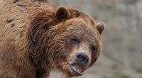 Ein Grizzlybär hat Wes Perkins den Kiefer, die Zähne und die Zunge rausgerissen.