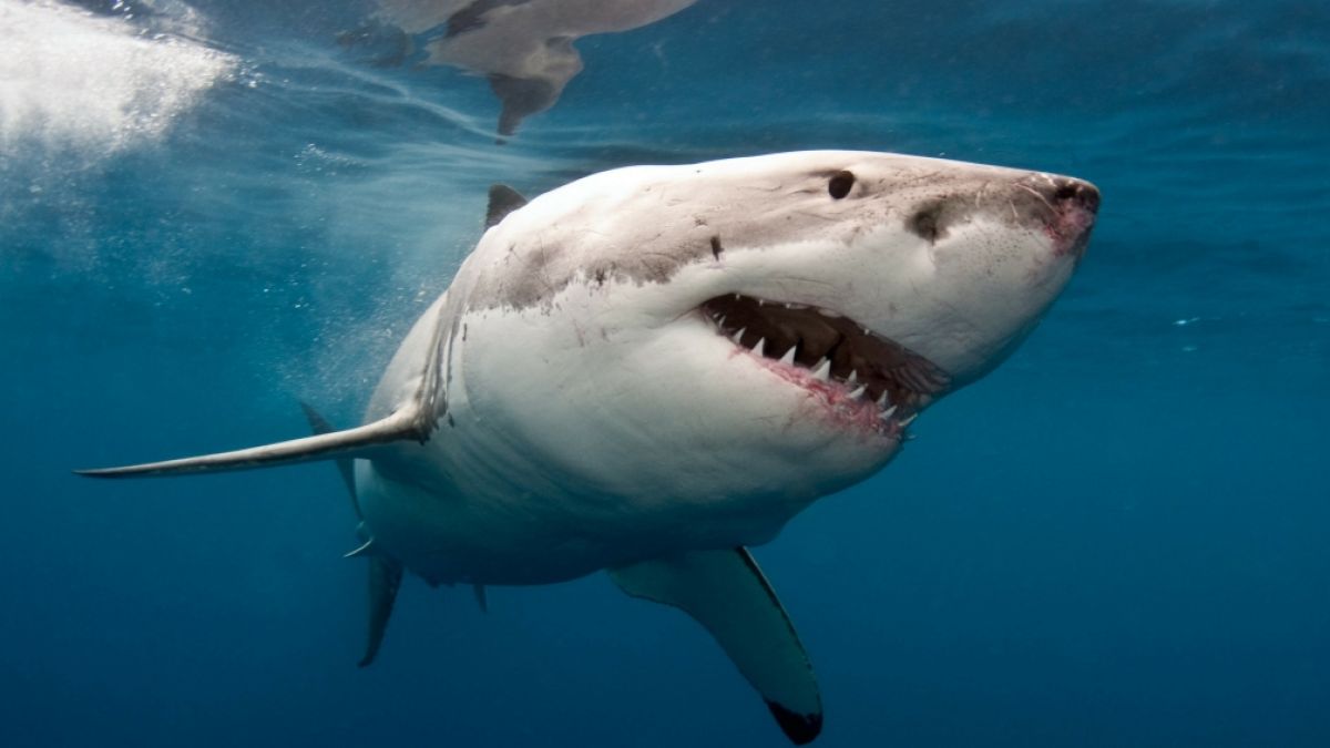 Ein Taucher würde nahe Mexiko von einem Weißen Hai getötet. (Foto)